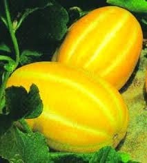 Melons Caribbean Cold-F 1 Seeds
