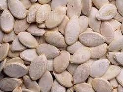 Musk Melons Seed