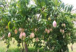 Totapuri Mango Plant
