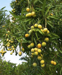 Hapus Kesar Mango Plant