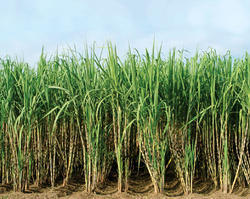 Green Sugarcane Plant