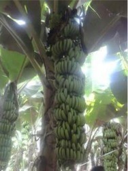 Fresh Banana Plant