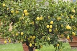 Lemon Plant