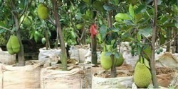 Jack Fruit Plant