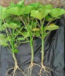 Jatropha Plants