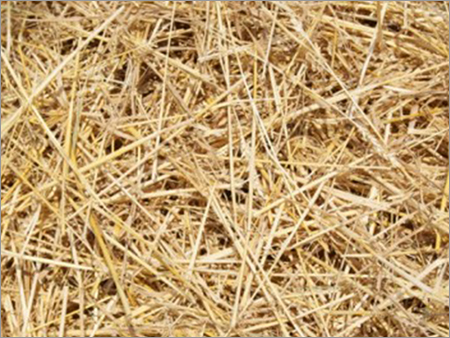 Wheat Straw