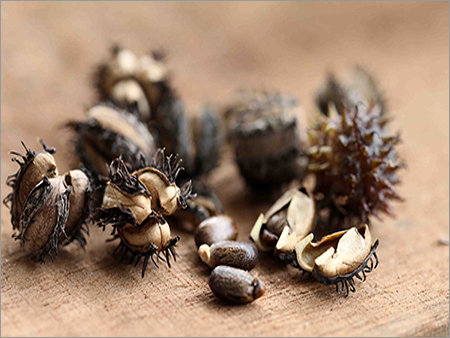 Castor Seed Shell