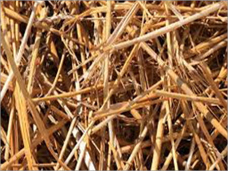Barley Straw