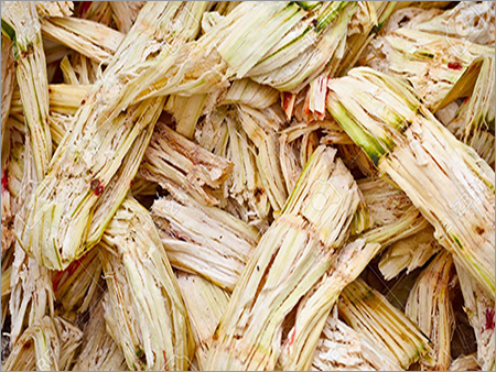 Sugarcane Bagasse