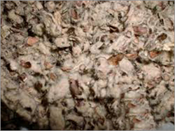 Cotton Seed Hull