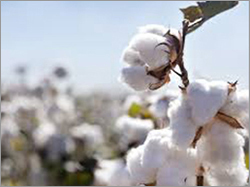 Cotton Seeds