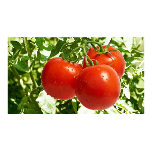 Tomatoes