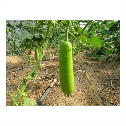 Bottle Gourd
