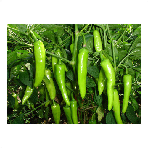 Green chilli