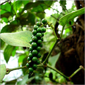Organic Black Pepper