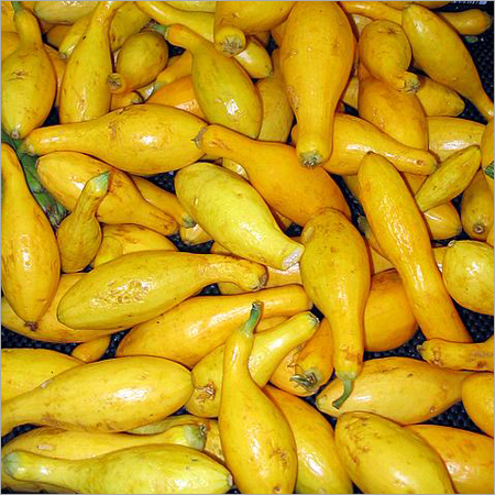 Planting Cashew Nut