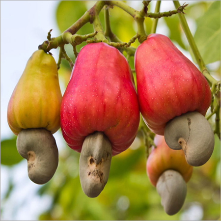 Cultivating Cashew Nuts