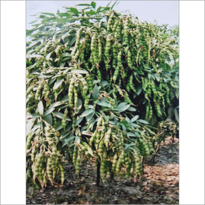 Pigeon Peas