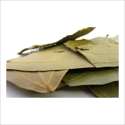 Bay Leaf