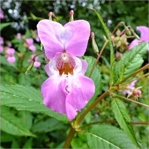 Balsam Oil