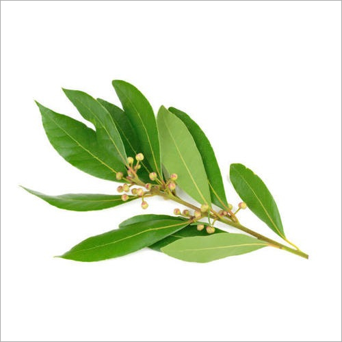 Bay leaf Oil