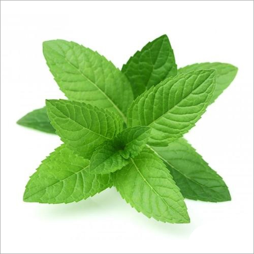 Mint Oil - Mentha Piperita, Colorless White, Alcohol Soluble | Digestion Aid, Sinus Relief, Culinary & Medicinal Uses