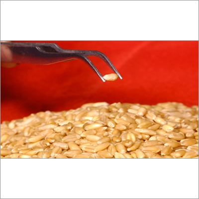Golden Wheat Flour