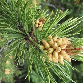 Pine Needle Oil