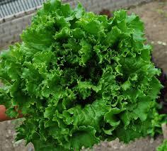 Green Lettuce 