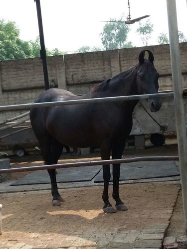 Marwadi Horse
