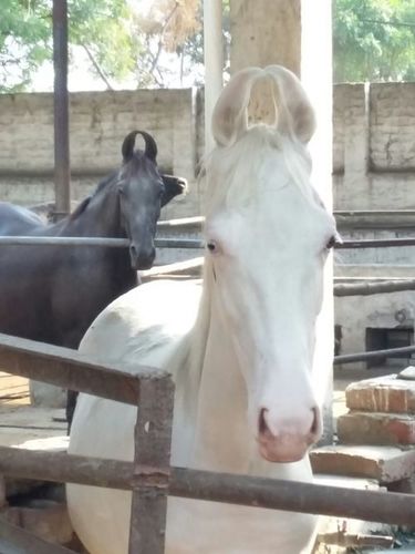 Marwadi Horse