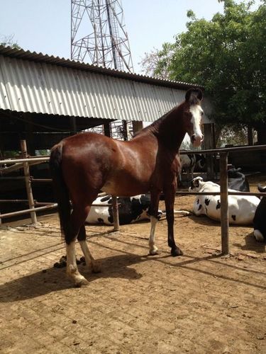 Marwadi Horse