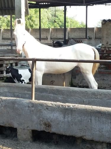 Marwadi Horse