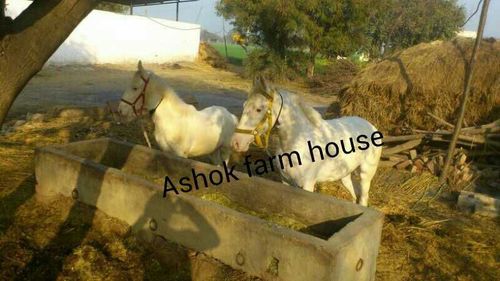 Marwadi Horse