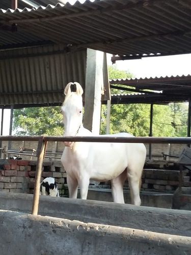 Marwadi Horse