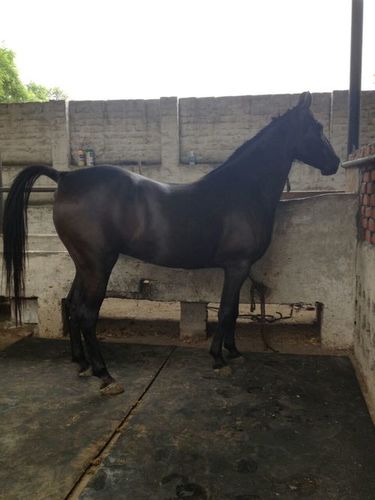 Marwadi Horse