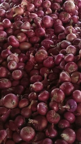 Onion