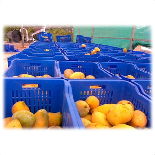 Ripening Mango