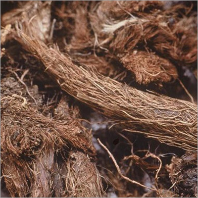 Spikenard Oil