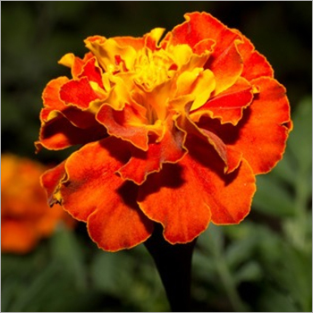 Tagetes Oil