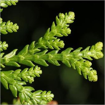 Thuja Oil