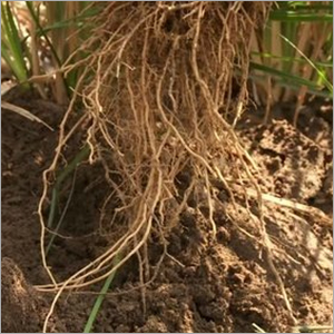 Vetiver Oil (South India)