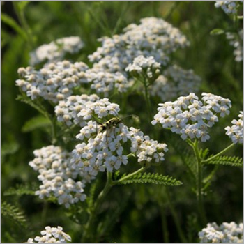 Yarrow Oil