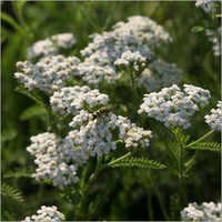 Yarrow Oil