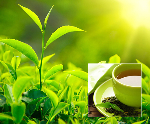 ALL TYPES OF TEA