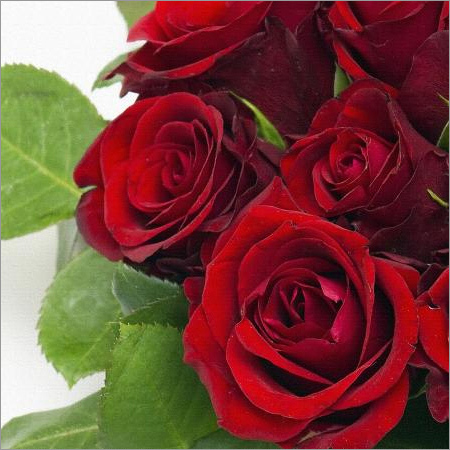 Red Rose