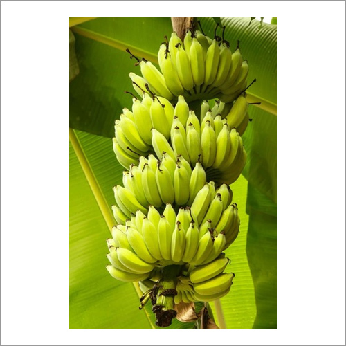 Fresh Banana