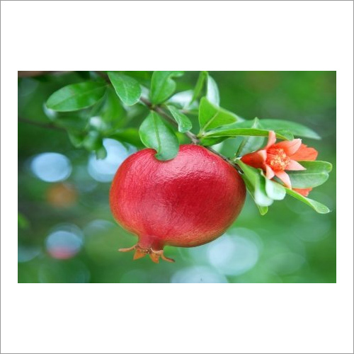 Fresh Pomegranate