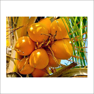 Tender Coconut