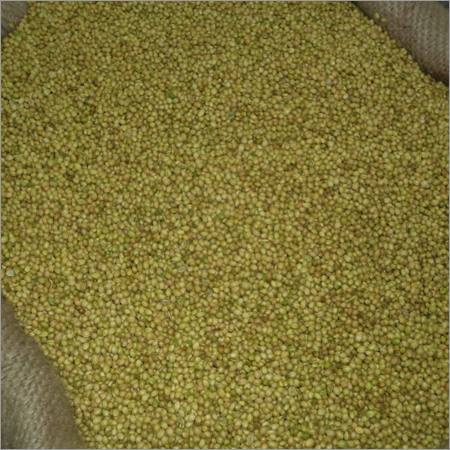 Coriander Seeds